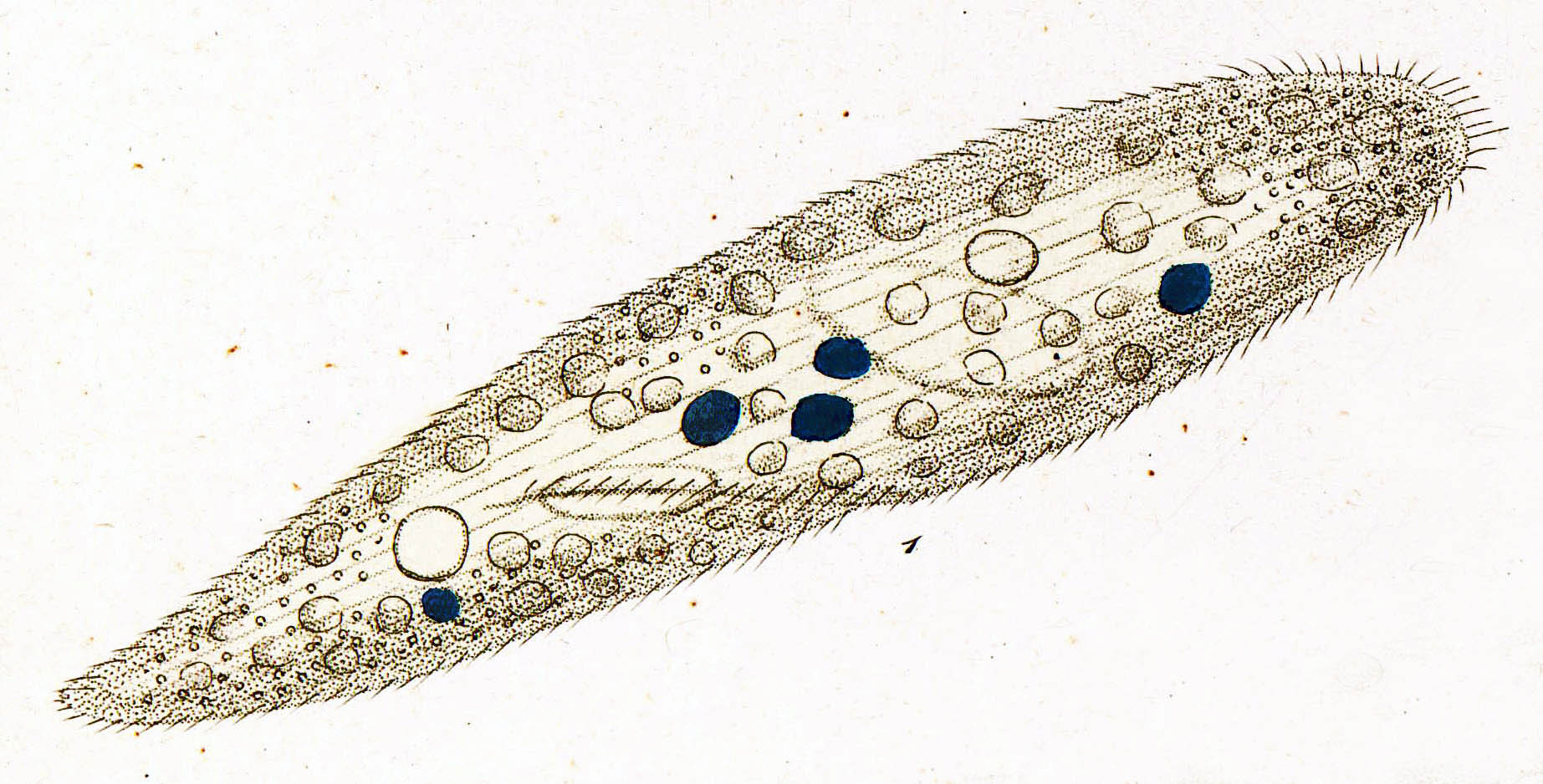 Paramecium caudatum рисунок